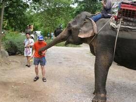  Het Phra Pradaeng Elephant Village: Een Olifantenavontuur Voor de Gehele Familie!